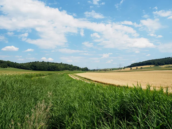 Grain Field Just Harvest — Stockfoto