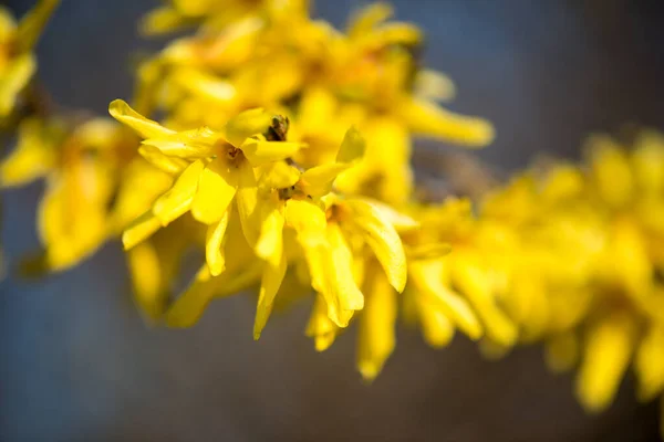 Some Yellow Blossoms Bright Sunshine — Stock Photo, Image
