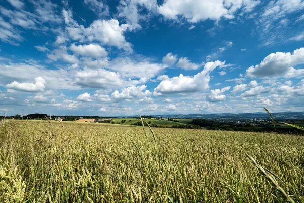 Ein Riesiges Weizenfeld Kurz Vor Der Ernte Der Himmel Ist — Stockfoto