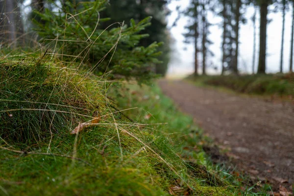 Bosque Otoño Envuelto Niebla Invita Quedarse Soñar — Foto de Stock