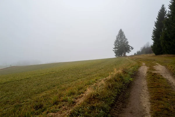 在一条土路的尽头 矗立着一棵笼罩在浓雾中的树 — 图库照片