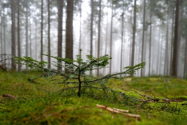 Una Nueva Generación Árbol Crece Suelo Del Bosque Musgoso — Foto de Stock