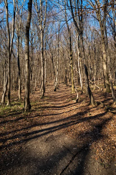 Sentier Randonnée Traverse Une Forêt Avec Ciel Bleu Qui Pas — Photo