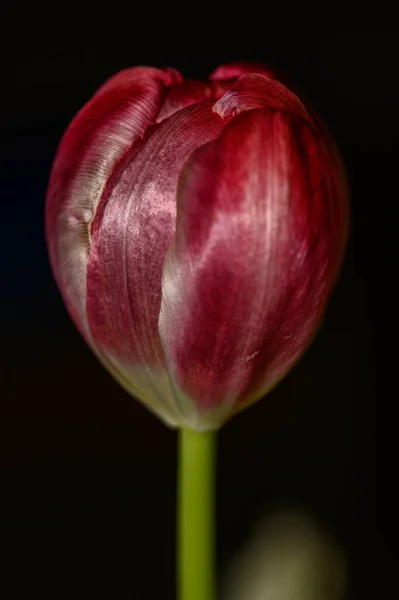 Single Red Tulip Closed Flower Dark Background — Stok fotoğraf