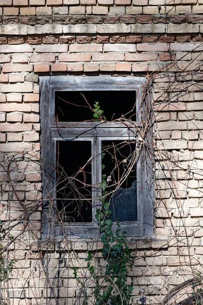 Detail Old Abandoned House Broken Window Panes Brick Wall Covered — Foto Stock