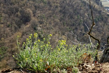On the edge of a canyon, a group of small yellow flowers bloom, which defy wind and weather.