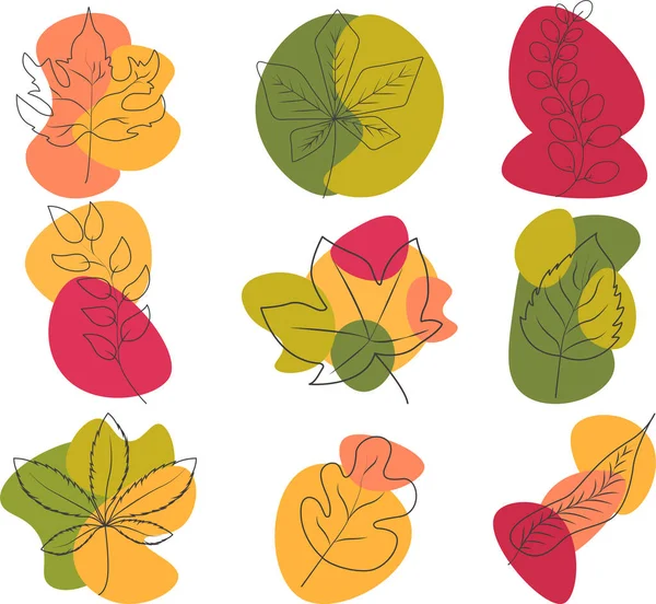 Multicolored autumn leaves from different trees