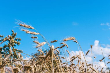 Wheat spikelets on a blue sky background, nice