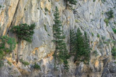 Dağ kayalarında büyüyen yeşil ağaçlar. Geçmişi. Yeşil Kanyon, Manavgat, Antalya, Türkiye