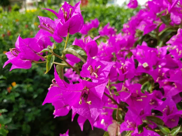 Çiçek açan pembe Bougainvillea çiçekleri. Yakın plan. Çiçek arka planı
