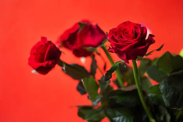 Tres Rosas Rojas Sobre Fondo Rojo — Foto de Stock