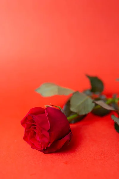 Una Rosa Roja Sobre Fondo Rojo Brote Rosa — Foto de Stock