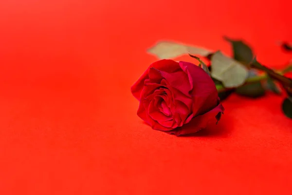 Una Rosa Roja Sobre Espacio Copia Fondo Rojo — Foto de Stock