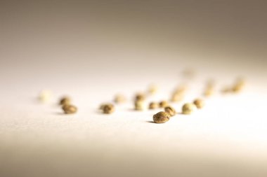 Kenevir tohumları beyaz arka planda serpilmiştir.