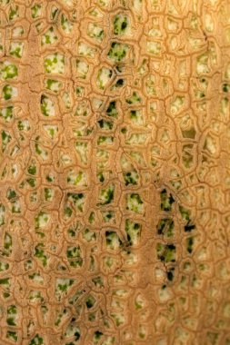 Karpuz dokusu. Kavun kabuğunun makro fotoğrafçılığı