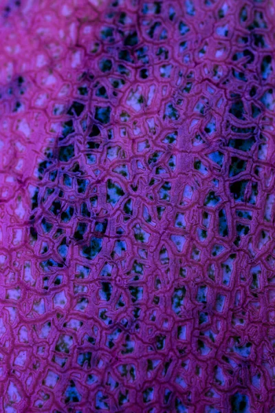 Arkaplan için mor kavun derisi dokusu