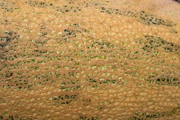 Melon Texture Macro Photography Mesh Peel Melon — Stock Photo, Image