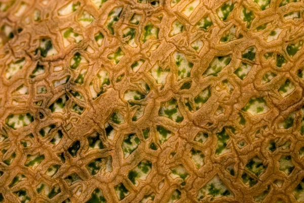 Close View Textured Yellow Melon Peel — Stock Photo, Image