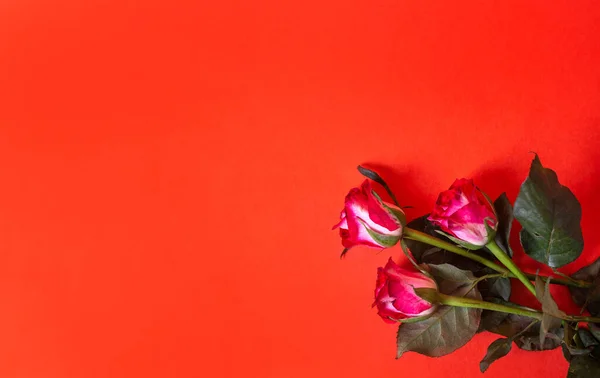 Tres Rosas Rosadas Sobre Fondo Rojo Vista Superior — Foto de Stock