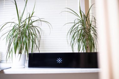 Çiçeklerin yanındaki pencere pervazında mor ötesi lamba..