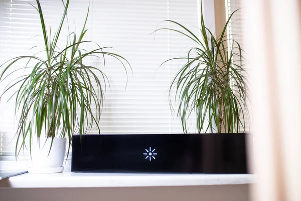 Çiçeklerin yanındaki pencere pervazında mor ötesi lamba..