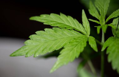 Yeşil kenevir çalısı karanlıkta yakın plan.