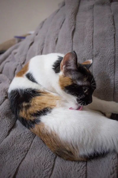 Tricolor Gato Está Deitado Sofá Casa — Fotografia de Stock