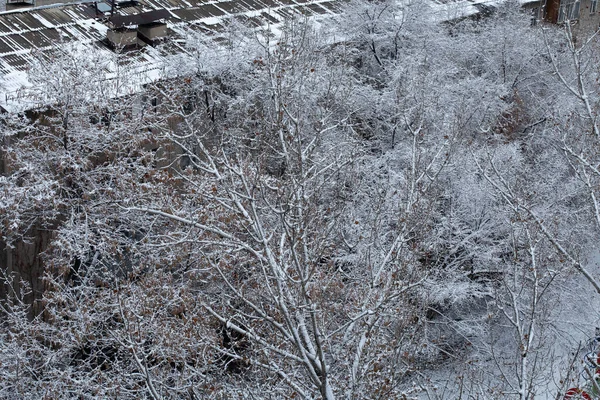 Χιόνι Σκεπασμένο Δέντρα Μέσα Και Γύρω Από Την Πόλη — Φωτογραφία Αρχείου