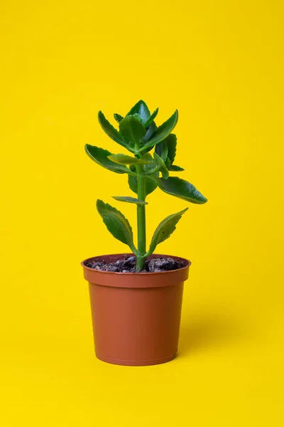 ev yeşili çiçek sarı arka planda bir tencerede