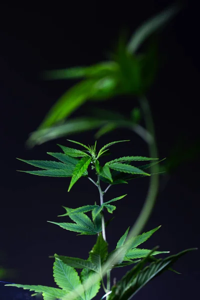 Bush Green Marijuana Black Background — Foto Stock