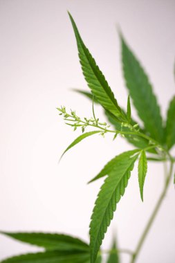 Beyaz arka planda yeşil kenevir çalısı.