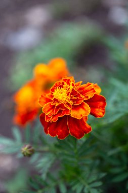 Makro fotoğraf güzel portakal çiçekleri Kadife çiçekleri Ereksiyon oluyor. Yakın plan..