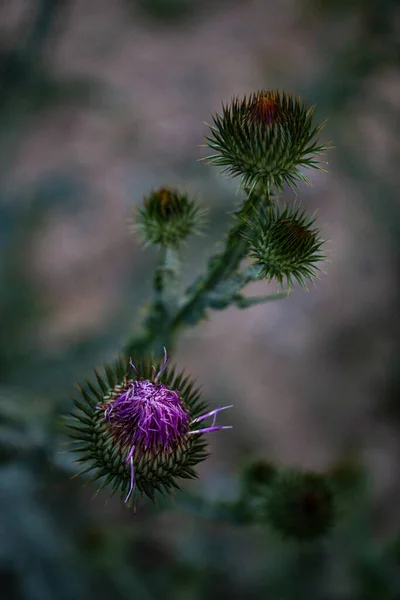 Purple Prickly Flower Thistle Therapeutic Growth Close — Stockfoto