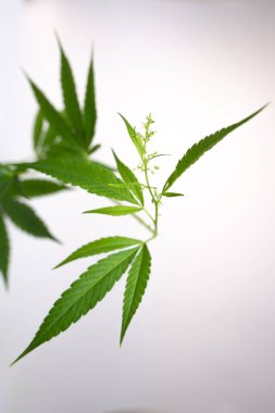 Beyaz arka planda yeşil marihuana dalı.