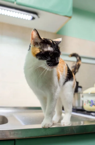 Gato Tricolor Cocina Retrato Animal — Foto de Stock