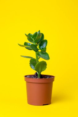 ev yeşili çiçek sarı arka planda bir tencerede