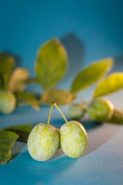 Mavi arka planda yeşil erikler. Yapraklı bir dal.
