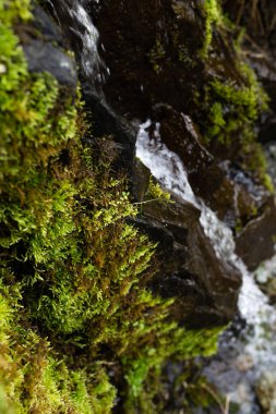 bright green moss near a rocky mountain river close-up.