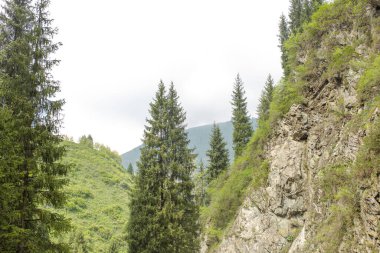 Bir orman ağacının tepesinde ya da bir dağın zirvesinde.