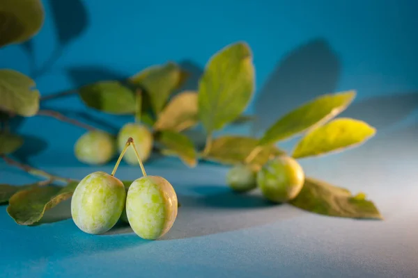 Green plums on a blue background. a branch with leaves.