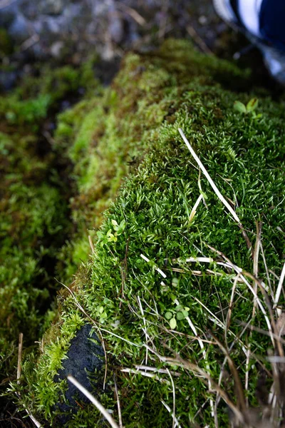 Bright Green Moss Rocky Mountain River Close — стоковое фото