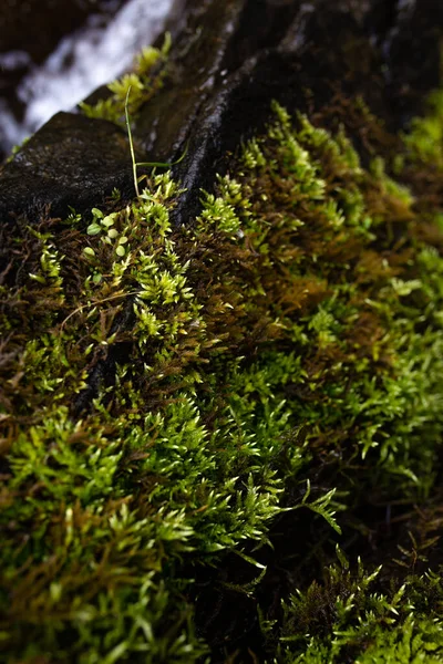 Bright Green Moss Rocky Mountain River Close — 스톡 사진