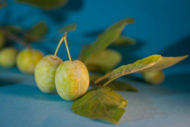plums with foliage on a blue background.