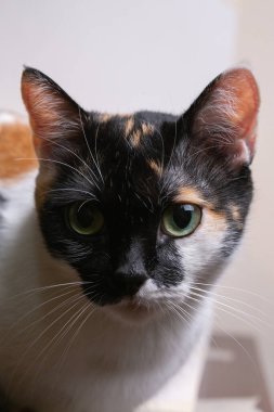Portrait of a beautiful tricolor cat, close-up.