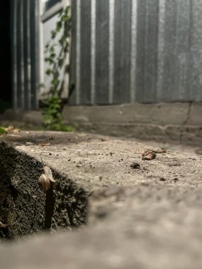 snails crawling along the road at night.