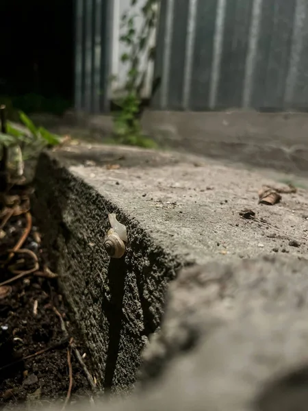 snails crawling along the road at night.