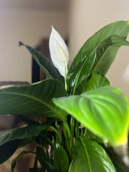 Blooming House Flower Spathiphyllum Wallisii Close — Fotografia de Stock