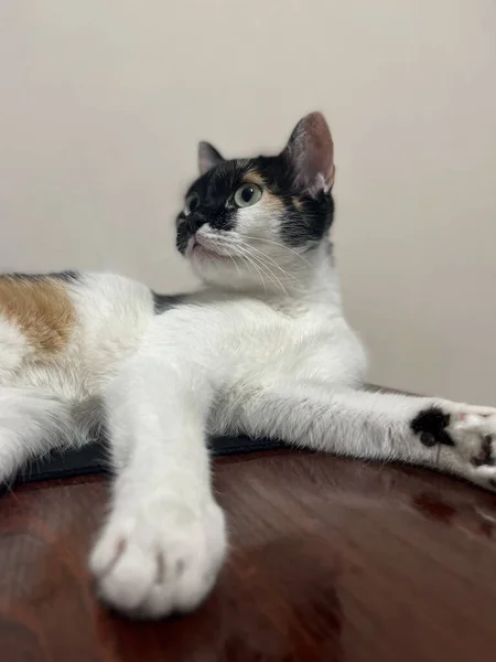 Portrait Tricolor Cat Lies Table — Stockfoto