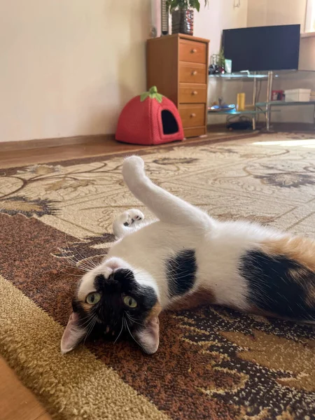 Portrait Cat Lies Floor Carpet House — Stock Fotó