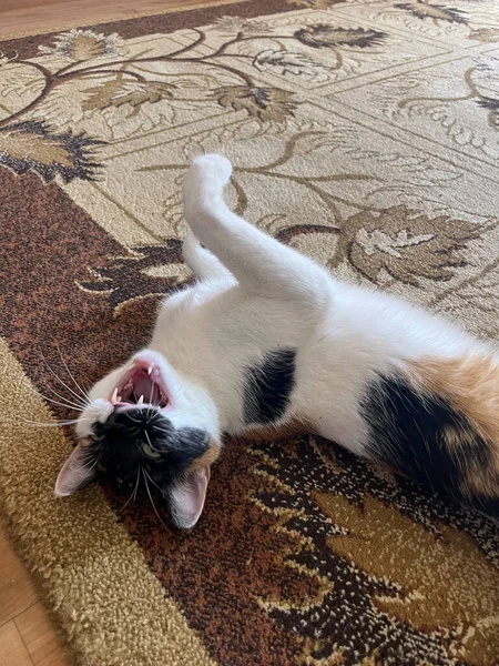 Portrait Cat Lies Floor Carpet House — Stock Fotó